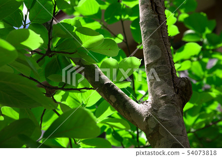 太陽的光線 太陽的光線 54073818