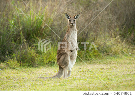Cute Australian Kangaroo Cute Australian Kangaroo 54074901