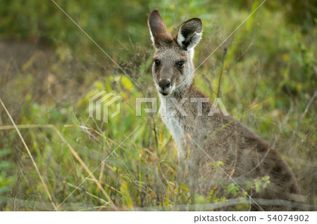 Cute Australian Kangaroo Cute Australian Kangaroo 54074902