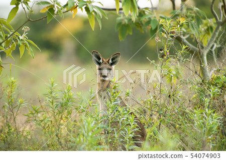 Cute Australian Kangaroo Cute Australian Kangaroo 54074903