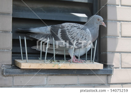 A pigeon that does not work against birds 54075259