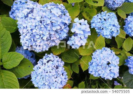 Hydrangea hydrangea 54075505