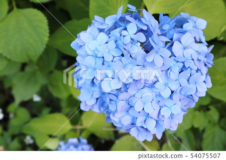 Hydrangea hydrangea Hydrangea hydrangea 54075507