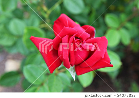 rose rose 54075852
