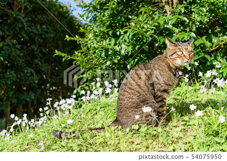 Infeion Bethlehem stars and cats Infeion Bethlehem stars and cats 54075950