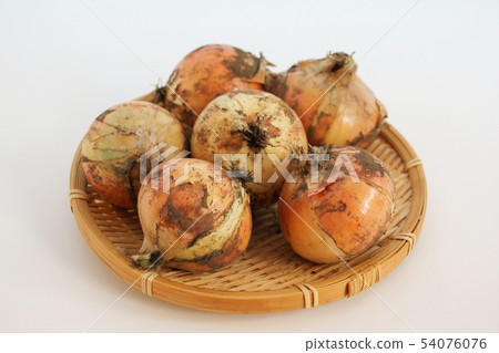 新洋蔥（帶泥） 54076076