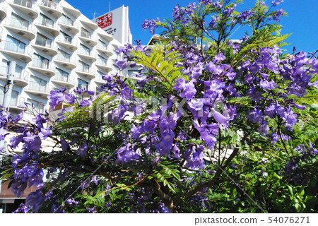 熱海的蘭花楹花 54076271