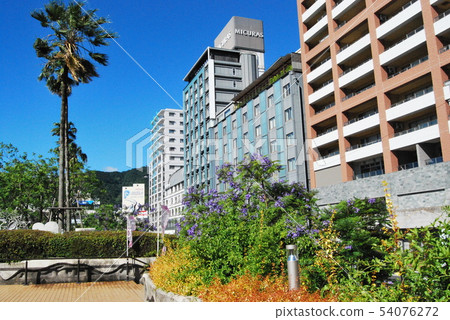 熱海的蘭花楹花 54076272