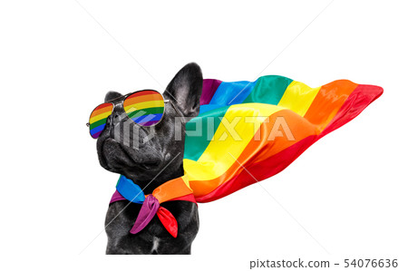 gay pride dog 54076636
