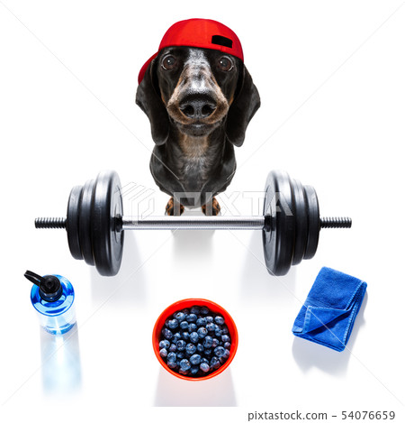 personal trainer dog 54076659