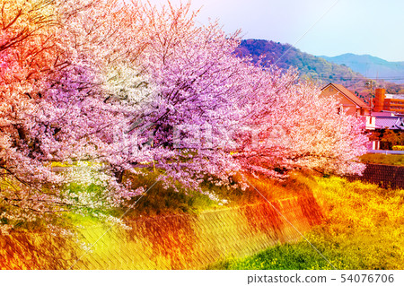 Colorfully express many cherry blossoms, stone walls and the sky that are beautiful and in full bloom Colorfully express many cherry blossoms, stone walls and the sky that are beautiful and in full bloom 54076706