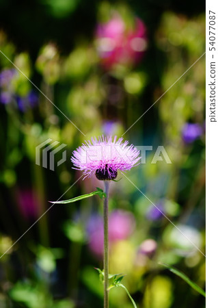  薊 54077087