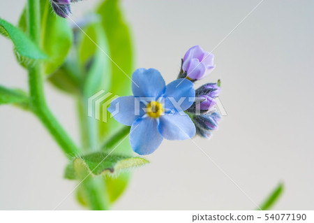 Blue forget-me-not on white background 54077190
