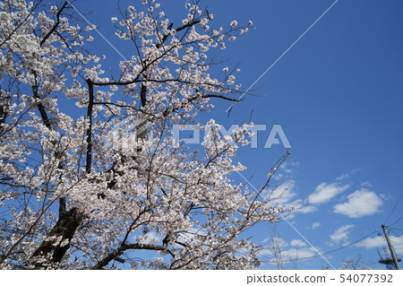  櫻花和藍天 54077392