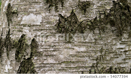 old tree bark. can be used as a template old tree bark. can be used as a template 54077394