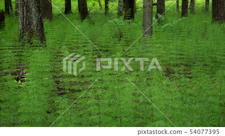 twig of a plant in the middle of an old forest 54077395