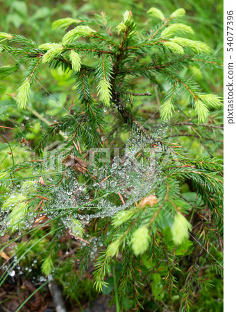 Plant with net in the middle of an old forest Plant with net in the middle of an old forest 54077396