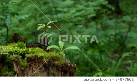 twig of a plant in the middle of an old forest 54077608