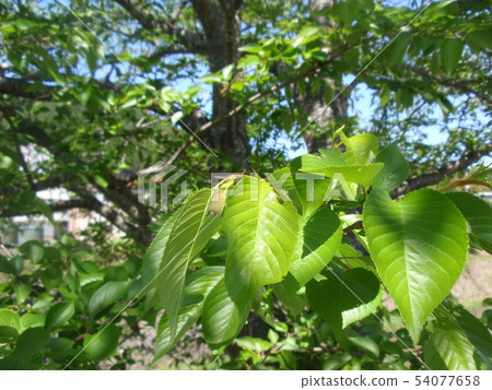 Plant nature trees Plant nature trees 54077658