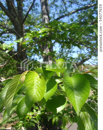 Plant nature trees Plant nature trees 54077659