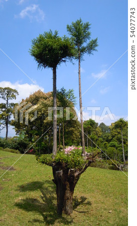 Rare tree 54077743