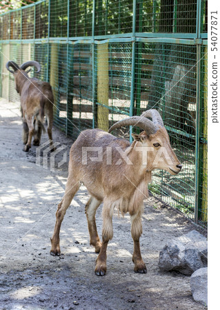 Maned ram.  pair of maned sheep in a zoo 54077871