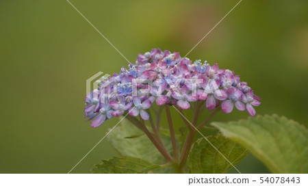 Hydrangea 5 Hydrangea 5 54078443