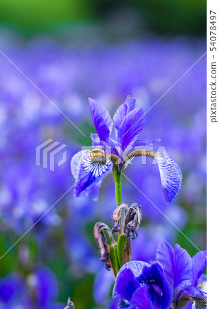 Iris flower. Blooming field of flowers irises. Iris flower. Blooming field of flowers irises. 54078497