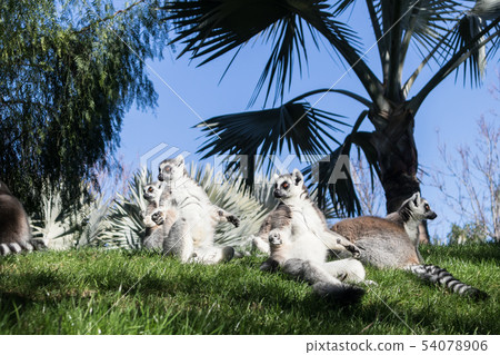 Family of lemurs sunbathing on the grass. The ring tailed lemur, Lemur catta, is a large 54078906