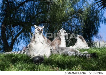 Family of lemurs sunbathing on the grass. The ring tailed lemur, Lemur catta, is a large 54078907