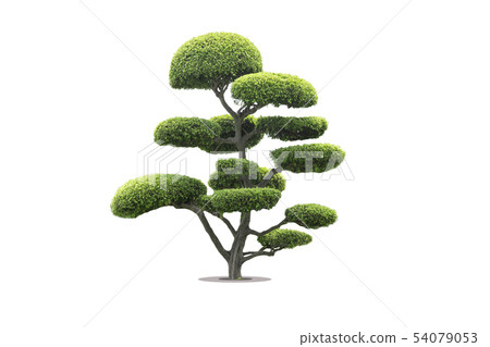 bonsai tree in garden isolated on white background 54079053