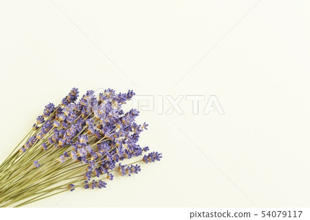 Lavender dried flower [white background] 54079117
