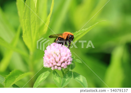 Tiger Bumblebee (1) Tiger Bumblebee (1) 54079137