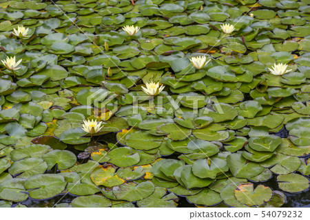 Yellow water lily flower 54079232