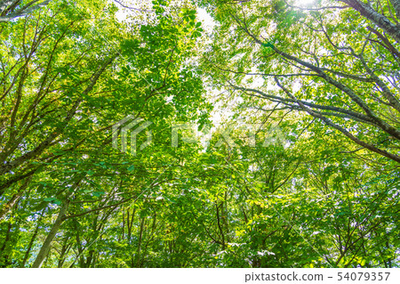 Okudaisen山毛櫸森林Kitanizawa山流6月 54079357