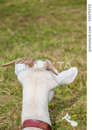 山羊回來了 山羊回來了 54079358