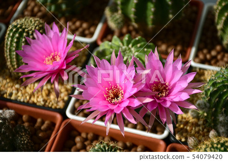 Pink flowers of hybrid cactus. 54079420