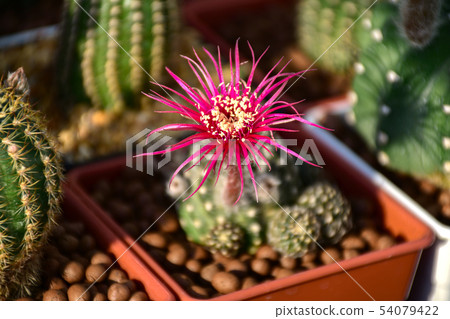 Lobivia spp. with red shinshowa flower style. Lobivia spp. with red shinshowa flower style. 54079422