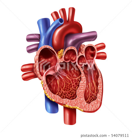 Human Heart Inner Anatomy Human Heart Inner Anatomy 54079511