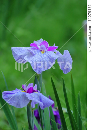 Bloom gracefully as a rose 54079583