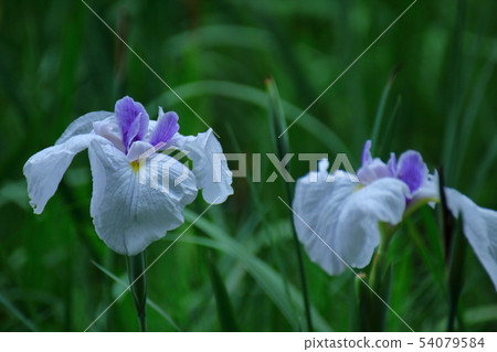 像玫瑰一樣優雅地綻放 54079584