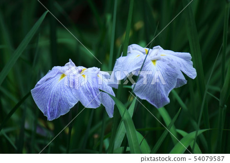 Bloom gracefully as a rose 54079587