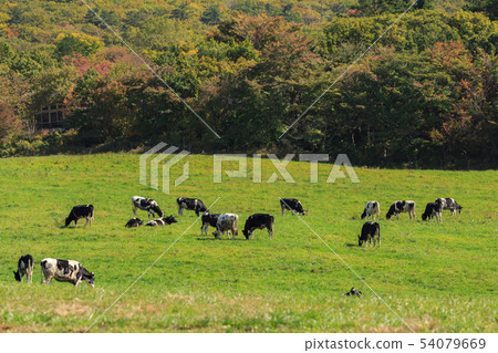 Daisen cattle range 54079669