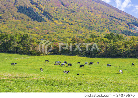 Daisen cattle range 54079670