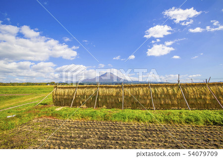 稻荷稻田大仙農村風光十月 54079709