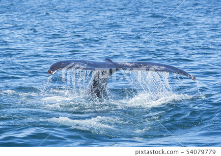 Detail of humpback fin tail, Iceland 54079779