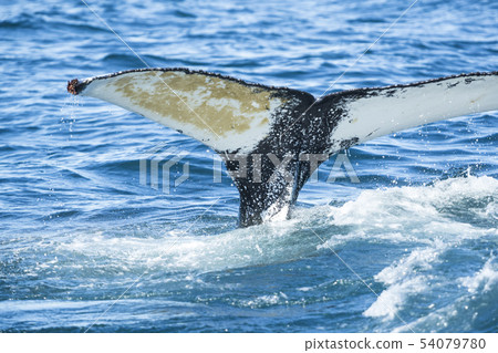 Detail of humpback fin tail, Iceland 54079780