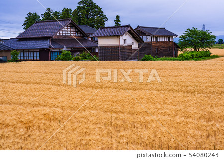 （富山縣）麥田和金色的礪波散落的村莊 54080243