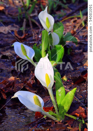 開花在Ozekahara的水basho 54081091