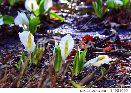 開花在Ozekahara的水basho 開花在Ozekahara的水basho 54081093
